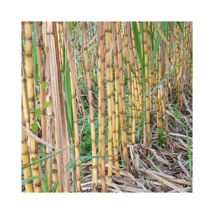 Iqf อ้อยแช่แข็งสำหรับบรรจุเครื่องดื่ม - Product Image 2