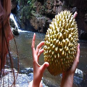 Fruta de Durian fresca a la venta, producto superventas de Durian fresca de alta calidad al precio más barato - Product Image 2