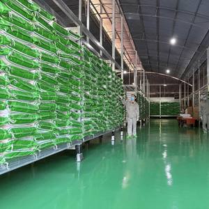 Vente en gros de gelée d'herbe noire de fournisseur vietnamien fiable Meilleur prix sans sucre pour l'utilisation du thé Boba - Product Image 6