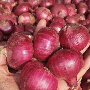 Ajo picado fresco premium y cebollas rojas - Origen Vietnam, en bolsa de malla, 4 semanas de duración, para procesamiento y exportación de alimentos - Product Image 1