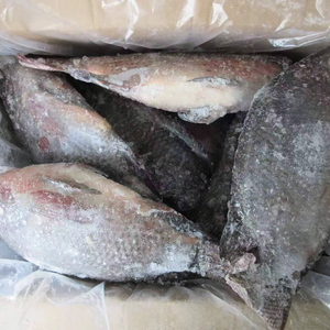 Tilapia noire congelée en gros, éviscérée, IQF, provenant d'Afrique du Sud, avec une durée de conservation de 12 mois pour une expédition rapide - Product Image 1