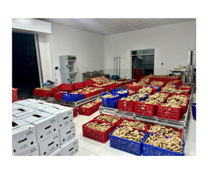 Jengibre fresco Premium de Vietnam, jengibre fresco de alta calidad con aroma natural y sabor picante para té, cocinar, exportar - Product Image 6