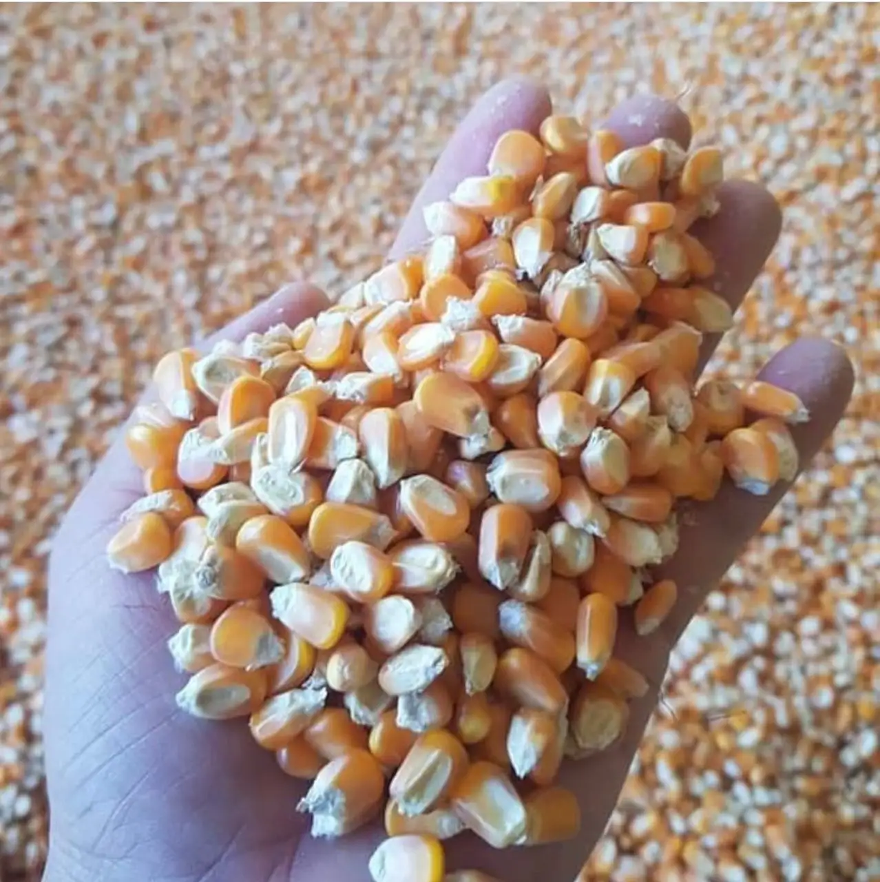 YELLOW DRY CORN GRAINS FOR SALE