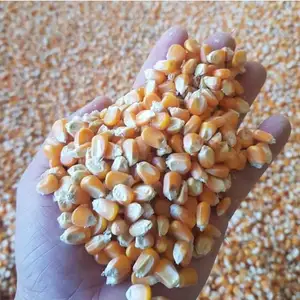 Желтые сухие зерна кукурузы для продажи