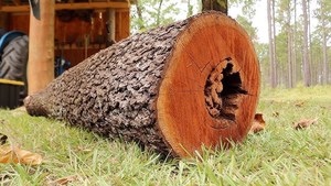 Troncos Kwila para productos de madera de exterior Troncos Kwila para listones y paneles Troncos Kwila para productos de madera de alta gama - Product Image 6