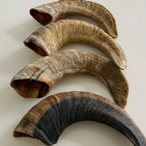 Shofar แตรธรรมชาติสำหรับเป่าและวัตถุประสงค์ทางศาสนา Kosher shofar แตรขัด - Product Image 1