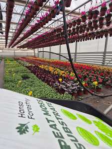 สารตั้งต้นมอสพรุประสิทธิภาพสูงเหมาะสำหรับปลูกต้นเพ็ตเซียเพทูเนีย Pelargonium AMEN cyclpoinsettia