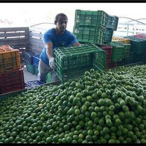 Limón/Lima sin Semillas Frescas de Vietnam, Ricas en Nutrientes - Product Image 6