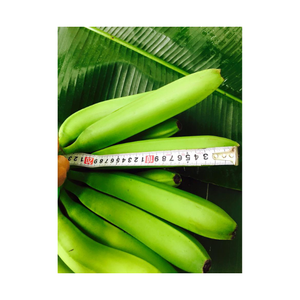 Paquete a granel de plátano verde fresco para envío Plátano crudo sin madurar para cocinar y freír adecuado para uso en supermercados - Product Image 3