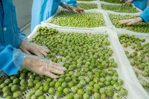 Premium Frozen Dracontomelon Fruit Vietnam Origin Sour Tropical Fruit para bebidas Cocinar - Product Image 5