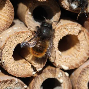 Gadgets personnalisés Ludovica pour la lutte écologique contre les parasites – Niche à insectes personnalisable - Product Image 2