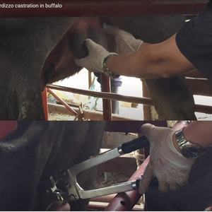 Burdizzo dizzo bloodless culator ไม่มีเลือดลดกระหน่ำ - Product Image 6