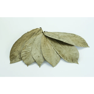 Feuilles de corossol séchées Biologiques Naturelles Annona Muricata GUANABANA GRAVIOLA - Product Image 2