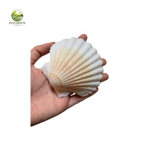 Conchas de Vieira Naturales Pulimentadas Ecológicas en Colores Surtidos para Manualidades, Decoración Costera, Joyería Hecha a Mano, Decoración de Bodas - Product Image 1