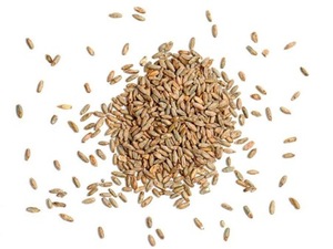 Export Grade Rye <b>Grains</b> Clean and Fresh Supply - Product Image 5