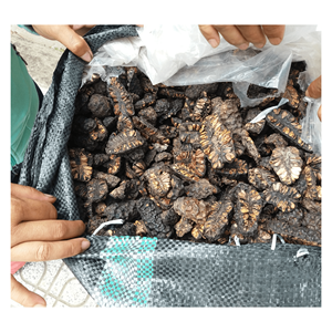 Alta calidad medio corte seco Noni fruta precio especial embalaje a granel para hacer té - Product Image 6