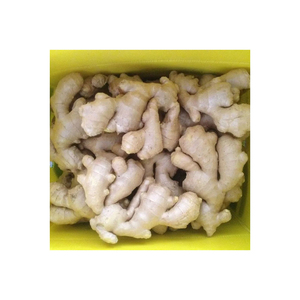 Gingembre frais de haute qualité Exportateur de gingembre de qualité supérieure Racines de gingembre biologiques et naturelles pour l'exportation internationale et la vente en gros - Product Image 4