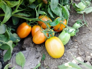 Semillas de Tomate Híbrido Moon Star RIDA F1 - Product Image 5