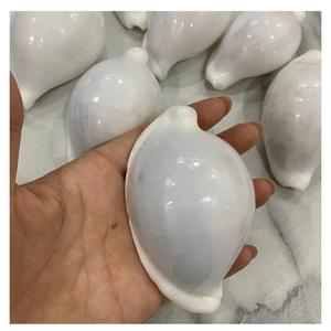 Coquillages d'oeufs naturels Coquillages de mer décoratifs de qualité supérieure pour la fabrication de bijoux Artisanat Aquarium et décoration côtière - Product Image 2