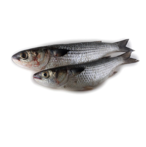 Mullet gris congelé de haute qualité à bas prix - Product Image 6