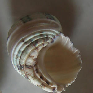 Turbo Chrysostomus SEASHELL BIJOUX Coquille polie avec motif vert et blanc Diverses petites sortes - Product Image 3