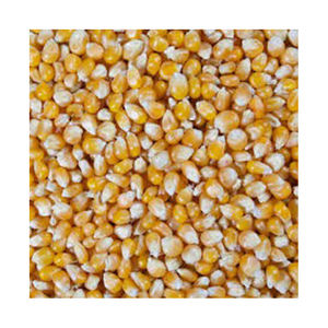 Semillas de Maíz para Palomitas de Maíz Amarillas de Calidad Pura, Precio al por Mayor - Product Image 3