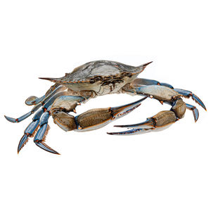 Maillot de bain bleu Corps de crabe et à vendre à bon prix fruits de mer de crabe - Product Image 3