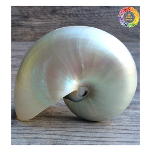 <strong>Nautilus</strong> <strong>Shell</strong> Conch, Polished <strong>Nautilus</strong> <strong>Shell</strong>, Large <strong>Nautilus</strong> <strong>Shell</strong> Wholesale for Collectibles and Decoration Export - Product Image 5
