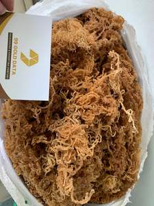 Mousse de mer irlandaise naturelle 100% fabriquée à l'état sauvage/mousse de coton Euchema de 99 GD prête à être expédiée en vrac - Product Image 3