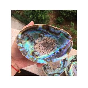 Carcasa de abulón pulido Natural para decoración, espacio marino de Vietnam, superventas - Product Image 2