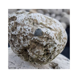 Capsules d'extrait animal d'ambre gris blanc - Vente directe d'usine, faible coût, haute pureté, non soluble dans l'eau, durée de conservation de 2 ans pour - Product Image 1