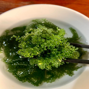 SUMINISTRO DE FÁBRICA-UVA DE MAR PREMIUM/CAVIAR VERDE CON OFERTAS COMPETITIVAS - Product Image 3