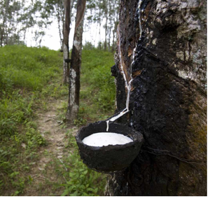 น้ำยางลาเท็กซ์ธรรมชาติคุณภาพสูง 60% DRC สำหรับงานขึ้นรูป น้ำยางลาเท็กซ์ธรรมชาติพรีเมียม DRC ยี่ห้อน้ำยางลาเท็กซ์สไตล์วินเทจ - Product Image 1