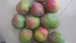 Venta al por mayor 100% mangos frescos de alta calidad de Vietnam precios competitivos exportados desde 99 Gold Data - Product Image 2