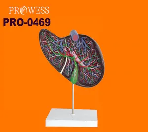 PRO-0469 anatomik plastik büyütülmüş İnsan karaciğer modeli Model beyin
