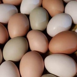 ไข่ไก่คุณภาพสูงสีน้ำตาลขาว - Product Image 1