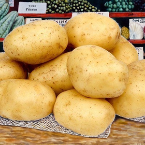 Pommes de terre fraîches de qualité supérieure Zhenduole Brand 0.20kg Cold Storage Export Quality Farm to Table - Product Image 2