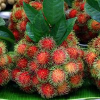 Premium verse rambutan voor export en groothandel - Kim Minh International