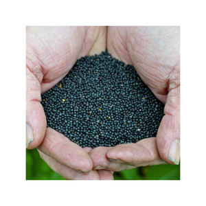 Colza à livraison rapide à vendre en vrac pour les marchés mondiaux - Product Image 2