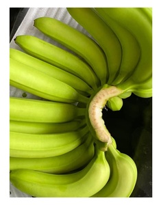 BANANA CAVENDISH FRESCO DE VIETNAM-EXPORTACIÓN DE CALIDAD PREMIUM CON EL MEJOR PRECIO DEL MERCADO - Product Image 1