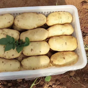 โรงงานในสหภาพยุโรปจัดหา มันฝรั่งพันธุ์ออสเตรีย ขายส่ง ผักสด ผลผลิตใหม่ รูปทรงตามธรรมชาติ น้ำหนัก 15 กก. เกรดอาหาร คุณภาพส่งออก อายุการเก็บรักษา 6 เดือน - Product Image 5