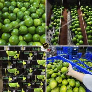 มะนาวไร้เมล็ดสดพรีเมียมจากเวียดนามสำหรับส่งออก - Product Image 3