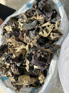 Seta de oreja de madera seca de alta calidad | Hongo negro orgánico de Vietnam - Product Image 2