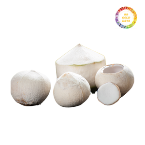 Noix de coco jeune biologique fraîche avec bouchon à pression, provenant du Vietnam pour l'exportation, emballage commercial et distribution dans l'industrie des boissons - Product Image 6