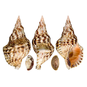 Trompette décorative Triton Shell: qualité supérieure, beaux designs pour restaurants - Product Image 1