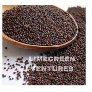 Semillas de Colza de Doble Lengua, Marca Brassica Napus, Semillas Oleaginosas, Exportador a Granel de la India, 12 Meses de Duración, Saludables - Product Image 4