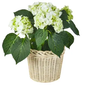 Small Handwoven Rattan White Flower Pots Made in Vietnam for House Decor, Working Desk Decor