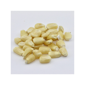 Maïs blanc de haute qualité pour la vente en gros à des prix compétitifs - Product Image 2