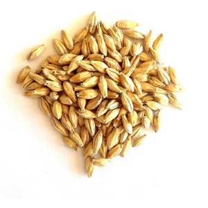 אוקרין non-gmo מזון שעורה אורגני מיובש ו-malt עבור איכות צריכת אדם ובעלי חיים בתפזורת - Product Image 1
