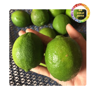 มะนาวแช่แข็ง/สดไร้เมล็ดจากเวียดนาม - Product Image 3